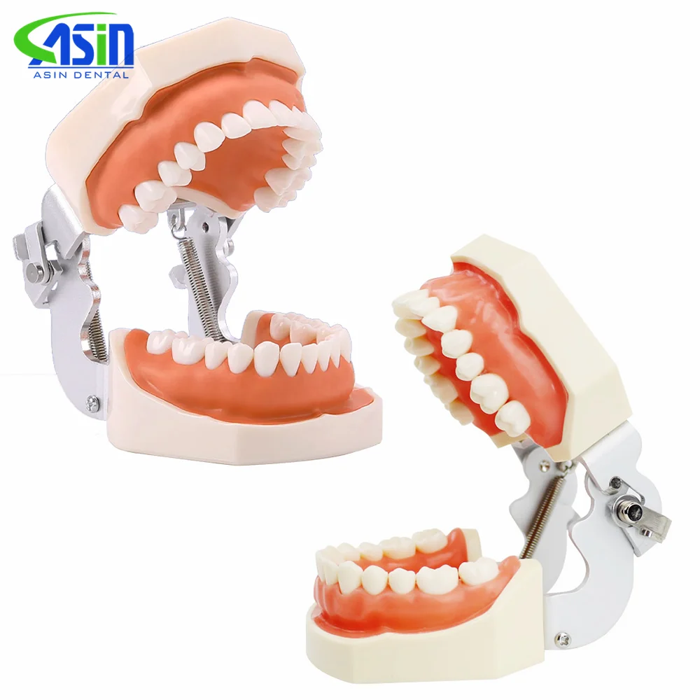 28/32 Teeth Dental Resin Model Removable Training Typodont Teeth Model for Dentists Practice Adults Children Dentistry Equipment