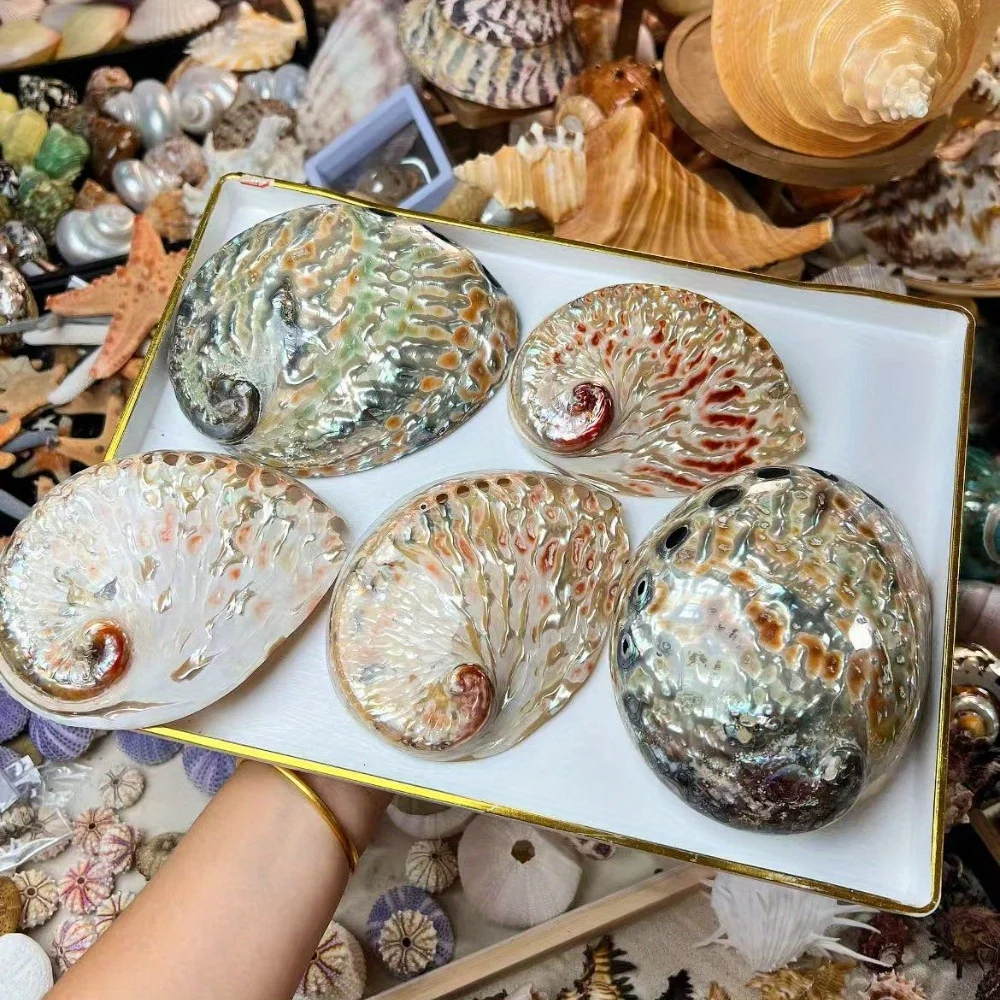 وعاء صدفة أذن البحر الأحمر البوهيمي مقاس 4-5 بوصة، ديكور صدف مصقول للمنزل، زينة الزفاف وديكور الشاطئ