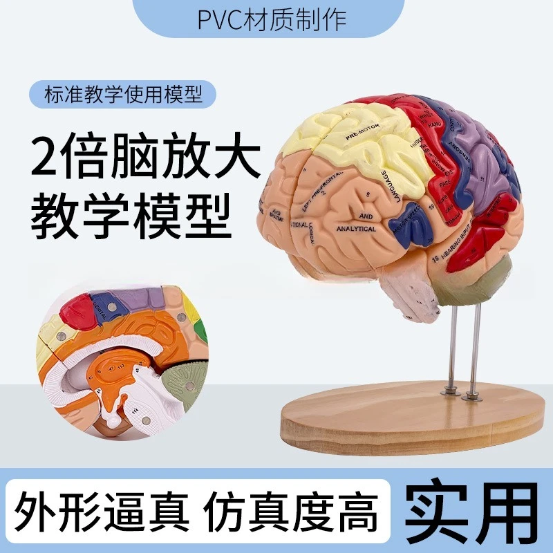 2X zoom deluxe brain model, brain anatomy model, brain neural structure anatomy model, functional partition