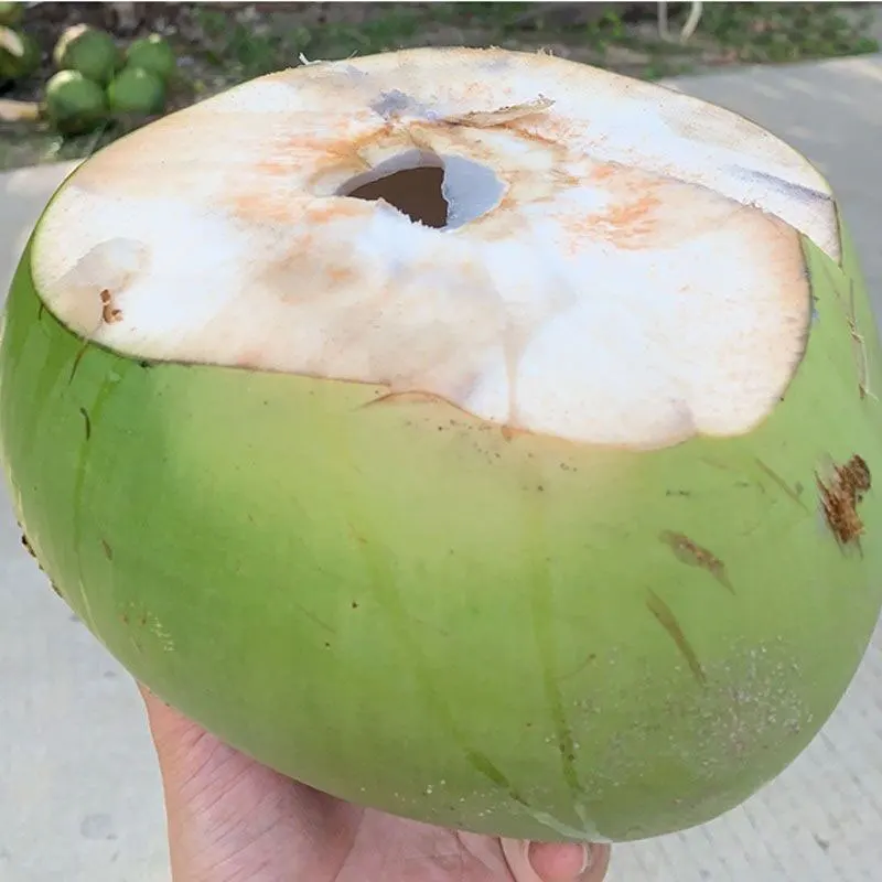 ماكينة فتح غطاء جوز الهند العمودية اليدوية، فتحة حفر كوكو المفتوحة، فتاحة ثقب جوز الهند الشابة