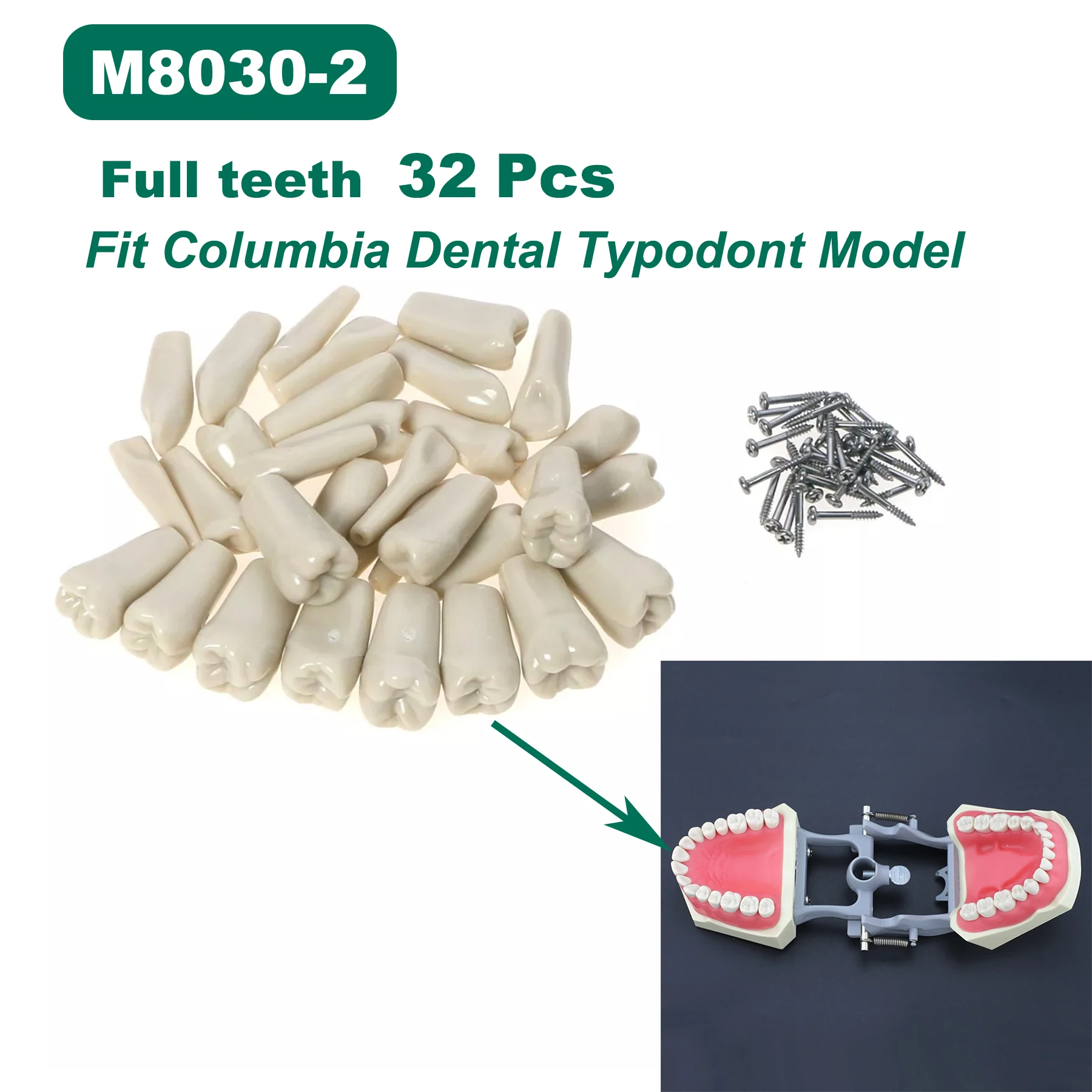 

Fit Compatible Columbia Dentoform 860 Type Teeth Model 32pcs Screw-in Practice Filling Soft Gingiva Teeth Training Teach