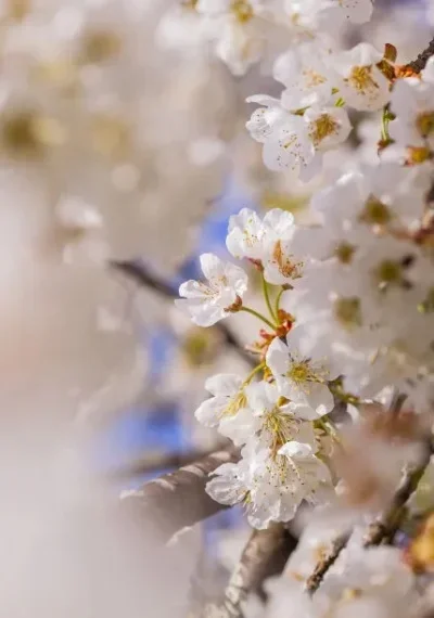 

Aluminum Wheel Hub for Tamiya CW-01 Chassis Lunch Box Frog Grasshopper Hornet Sand Scorcher RC Accessories