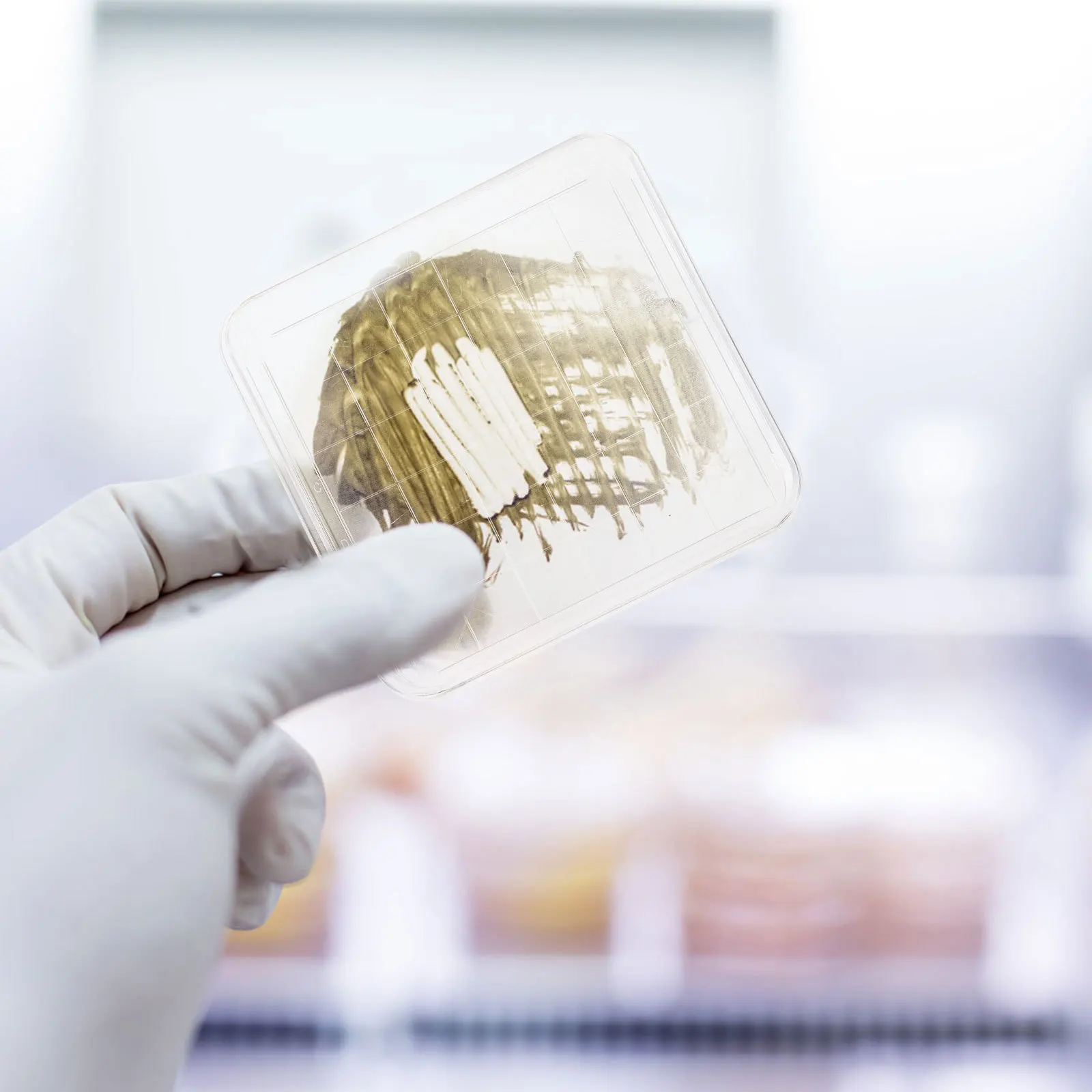 

10Pcs Clear Petri Dishes Premium Plastic Lab Dishes for Biological Research and School Experiments Petri Dish Clear Dish