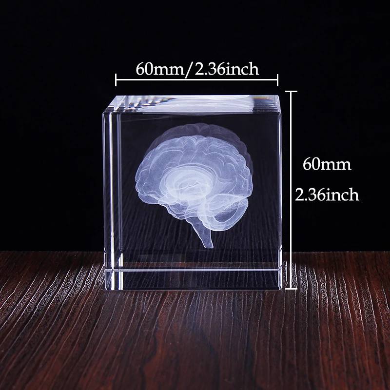 6cm 3D Cerebrum Crystal Cube Model figurine di cervello incise al Laser Paperweight Office Home Decoration Crystal Craft Gifts