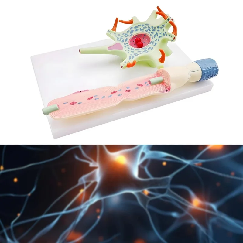 ABJO-modelo neuronal modelo de anatomia de neuron para ensino de ciências educação instrumento biomédico modelo 3309 modelo de célula de neuron