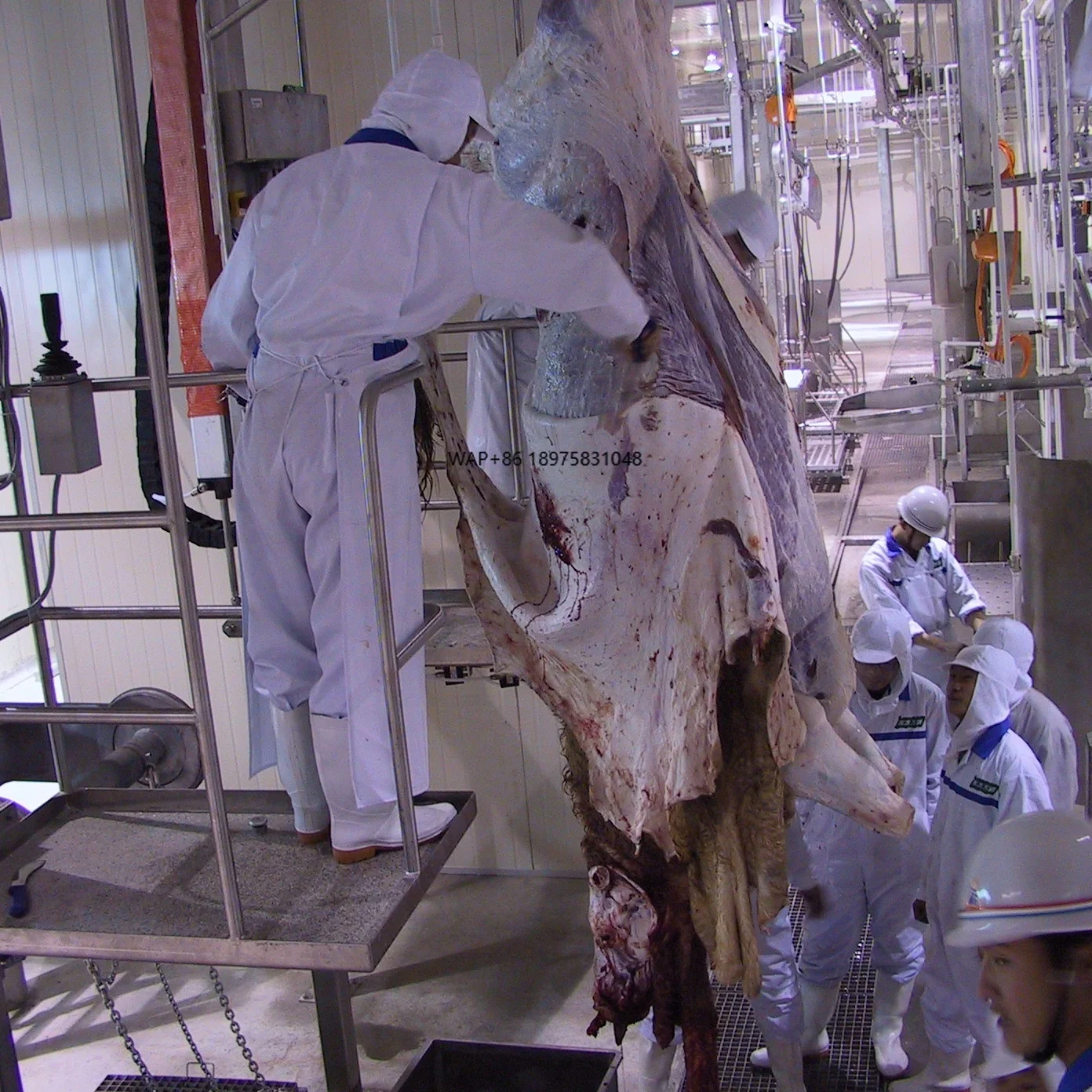 Complete Cattle Sheep Slaughterhouse Butcher Equipment
