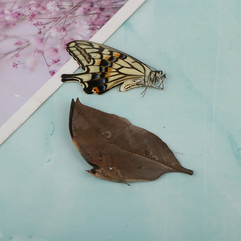 5Pcs Real Butterfly Specimens Without Spreading Wings DIY Practice Making Materials Various Protobutterfly Insects