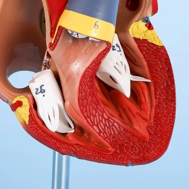 Life-Size Disassembled Human Heart Model - Anatomical Anatomy Teaching Tool for Medical Education