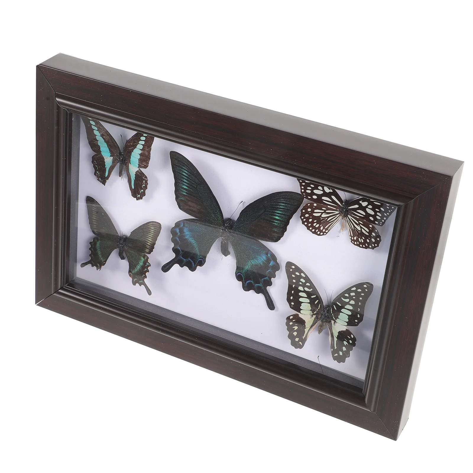 Wood Photo Display Frame With Butterfly Specimen Wall Butterflies Specimen Decoration specimen display frame