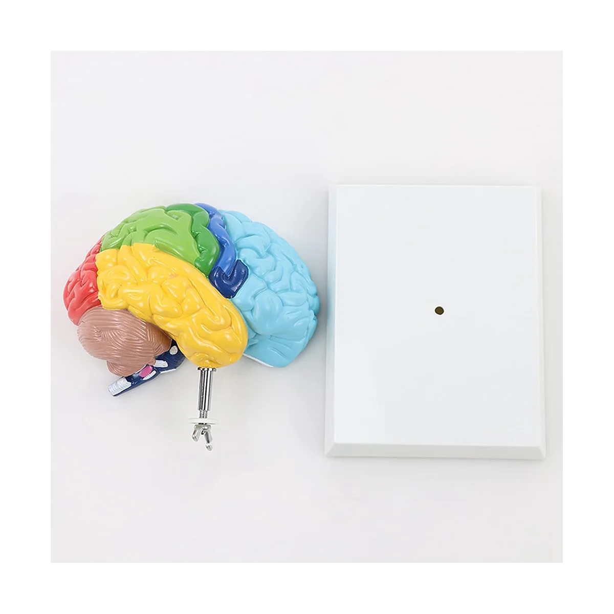 Right Hemisphere of Brain Human Body Model Education Brain Model 1:1 for Student Teaching Study Assembling Model