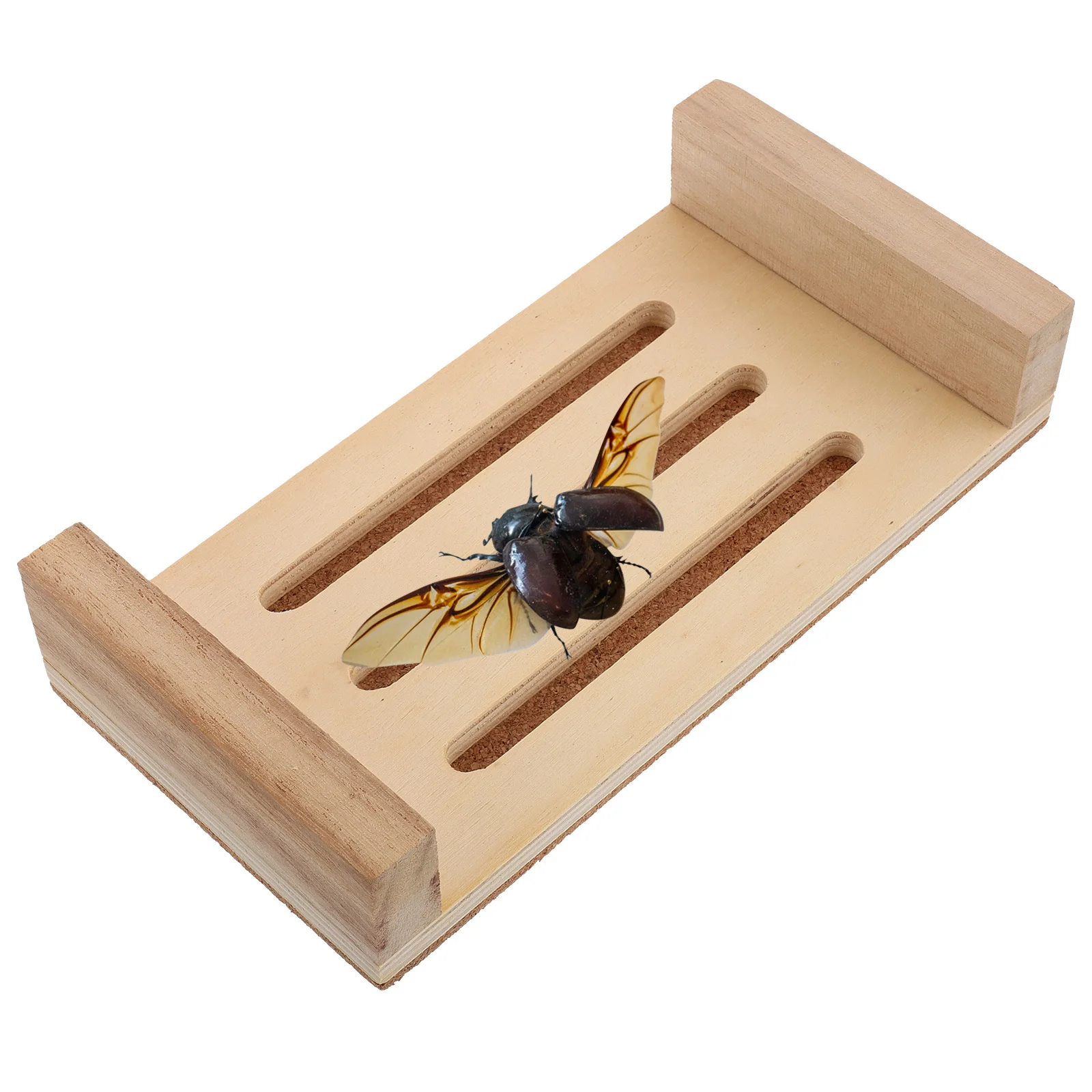 عرض العينة أداة التثبيت متعددة الوظائف الفلين سطح تحديد المواقع المجلس لأجنحة الفراشة نشر تصاعد علم الحشرات