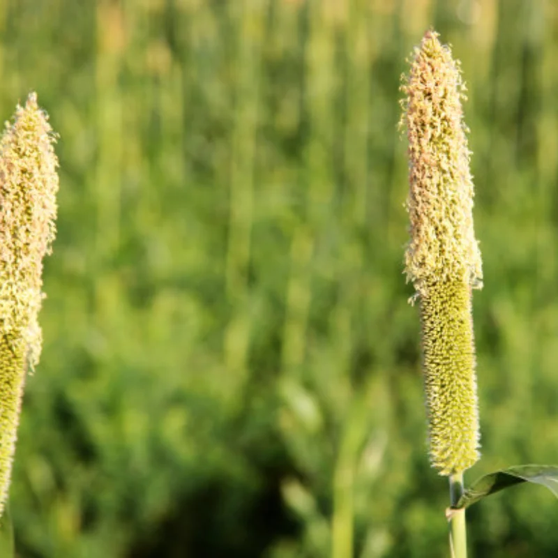 

4 шт. 1/8 4WD Nitro Off Road Багги Шины Колеса Шестигранный для Trxs1:8 Масштаб RC Car HSP HPI Kyosho ZD Hongnuo Redcat Пляжная шина