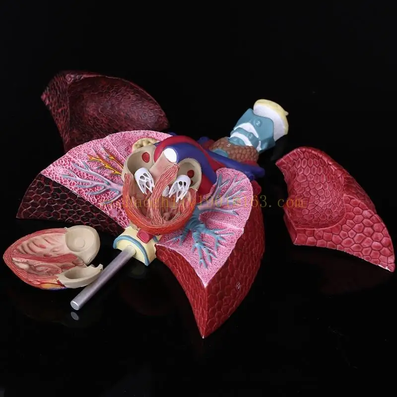 

62KA Life Size Human Lung Model Anatomical Respiratory System Anatomy for School Science Resources Study Display Teaching Tool