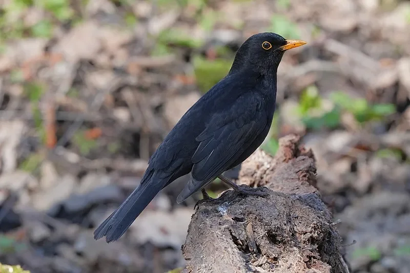 

Бесщеточная рама BETAFPV Meteor75 Pro — идеально подходит для аксессуаров для дронов Quadcopter FPV