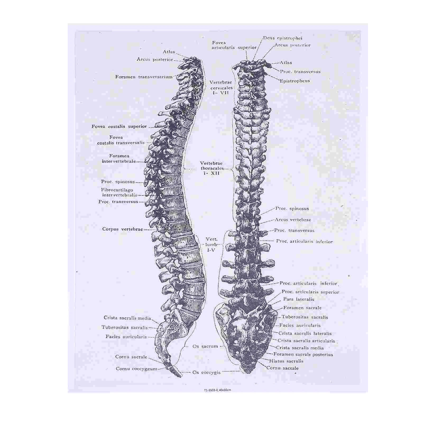 1pc Human Anatomy Human Poster Chart Anatomy Wall Painting Anatomy Poster Human Spine Poster