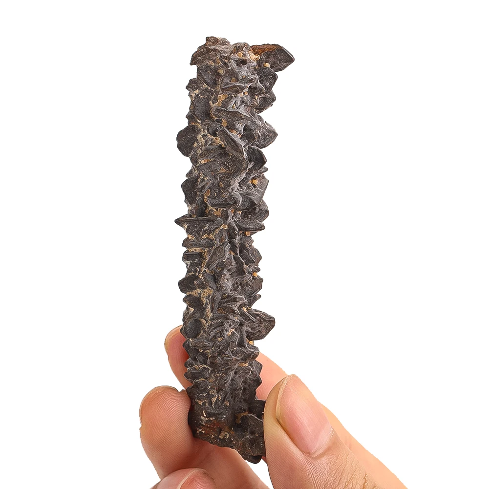 100g Natural Dinosaur Coprolite Fossil Iron Mineralized Prehistoric Poop Specimen Education Collection Display Paleontology Gift