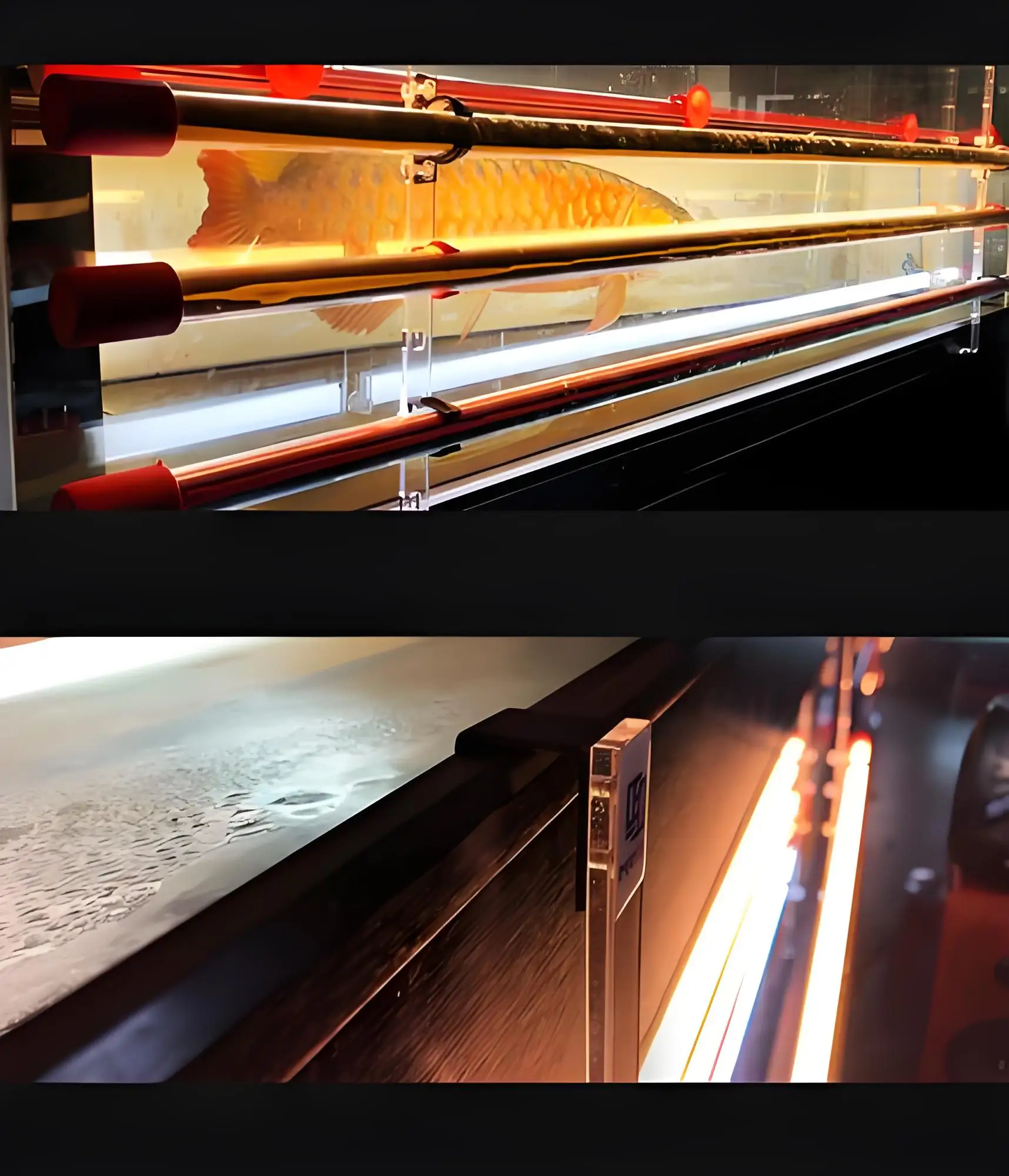 

Arowana Magic Lamp Special Aquarium LED Light 3-Base Color Increasing Waterproof Red Fish Tank Light for Non-Red Water