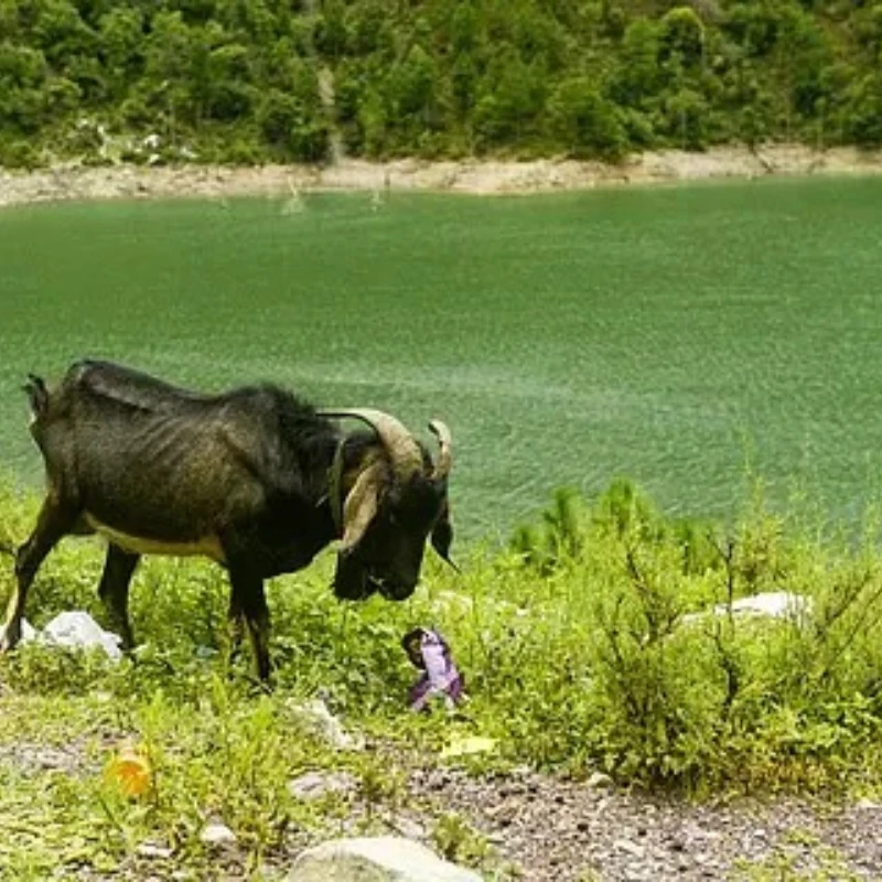 

GEPRC SPEEDX2 2809 1280KV мотор 6S LIPO для FPV фристайл 7 дюймов 8 дюймов дальнего действия Cinelifter дроны DIY Запчасти