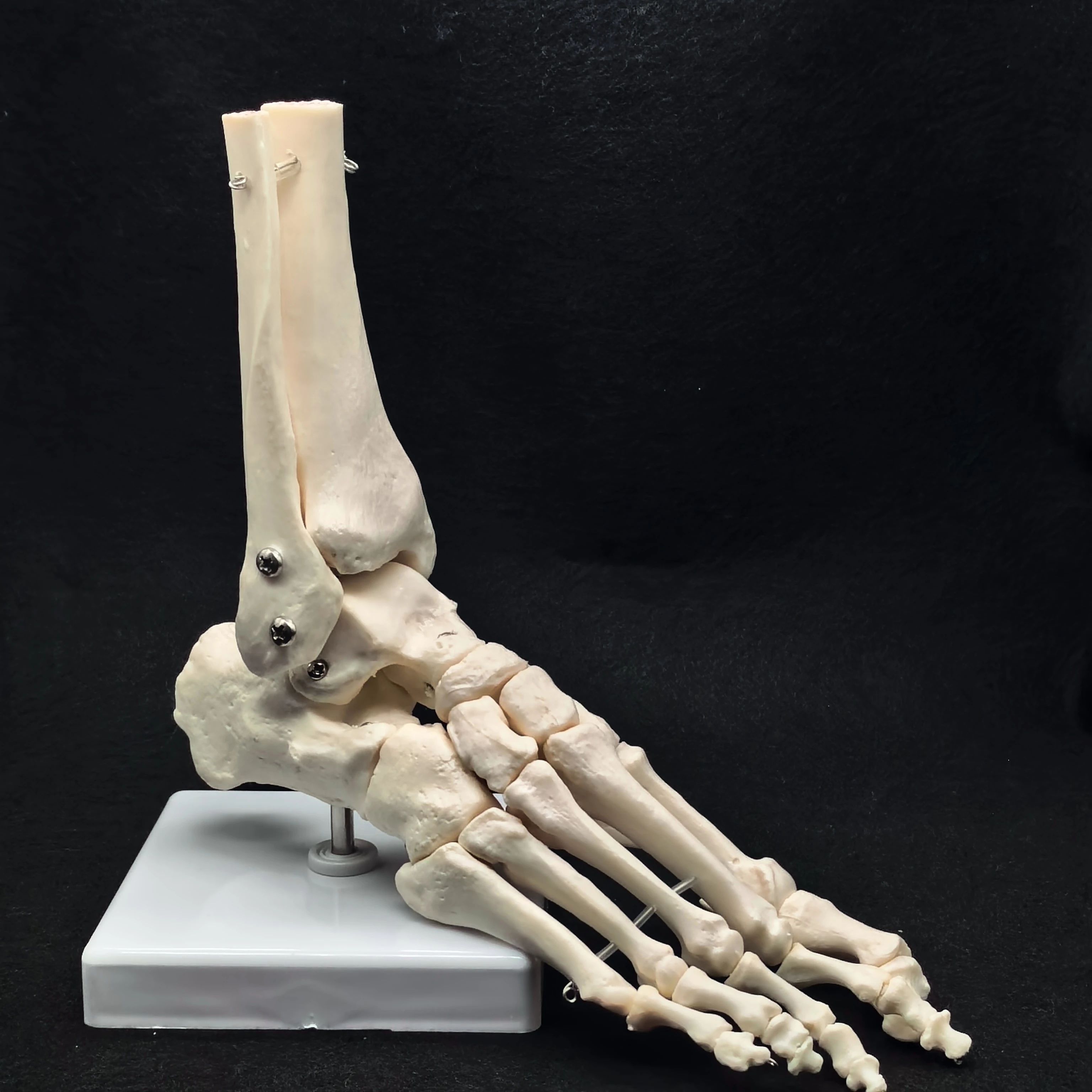 Foot and Ankle Joint Functional Anatomical Skeleton Model Medical Display Teaching School Life Size PVC