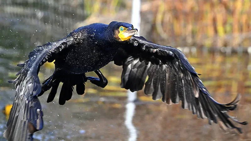 

HBX 2996/2996A 1/10 2.4G 4WD RC Off-Road Truck - Brush/Brushless, 32-45km/h, LED Lights - Ideal for Children