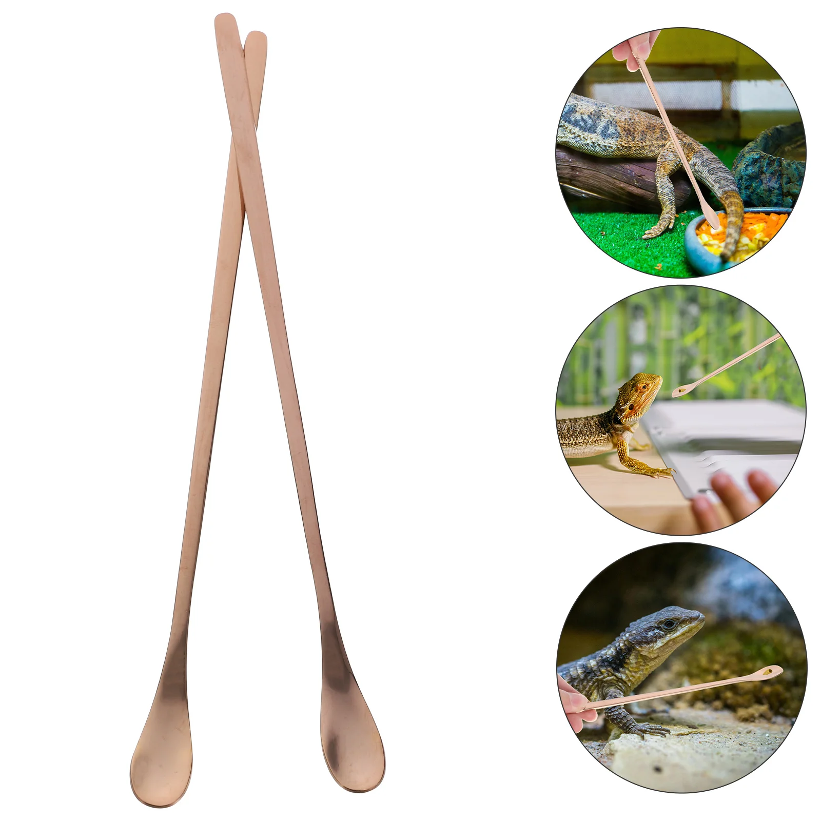 

2 Pcs Reptile Feeding Spoon Stainless Steel Small Animal Food Scoop Compact Pet Supply Tool for Lizards Insect Terrarium