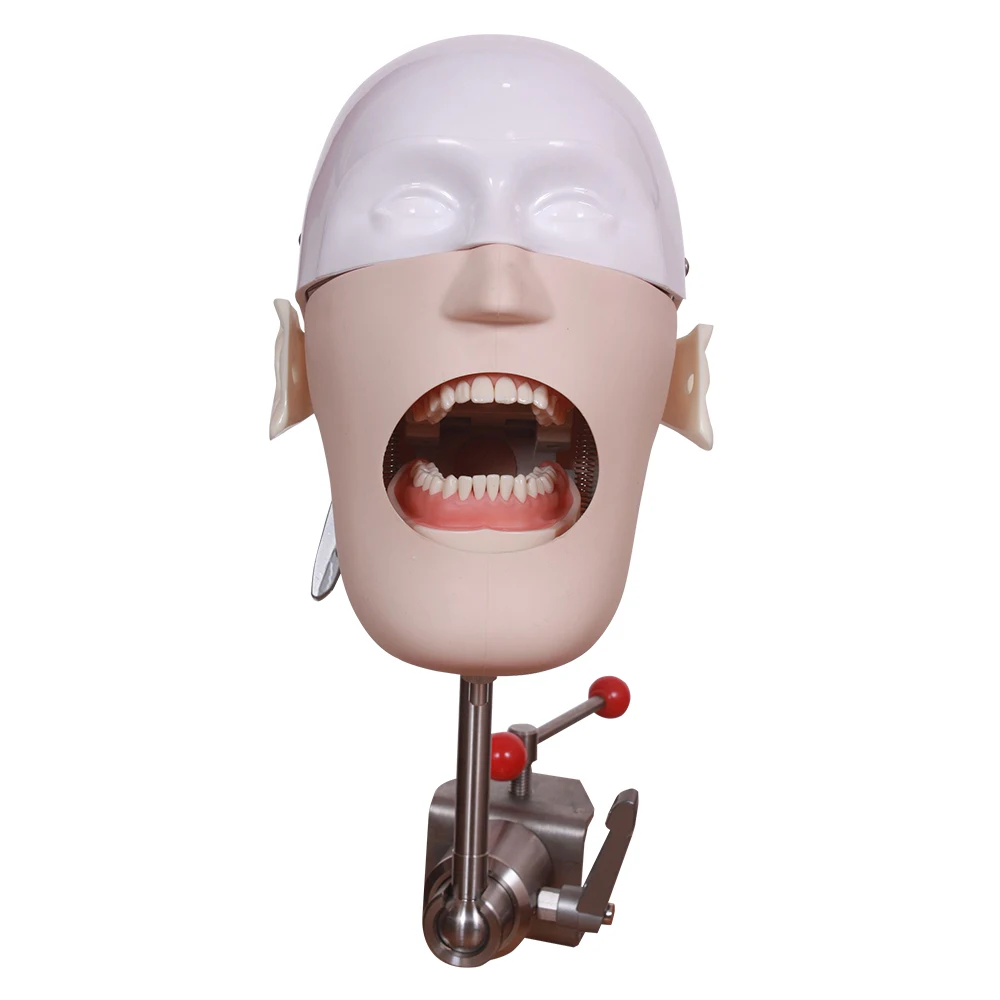 

YTYIN Model Teeth Bionic Die System School Teaching And Learning Simple Teeth Model