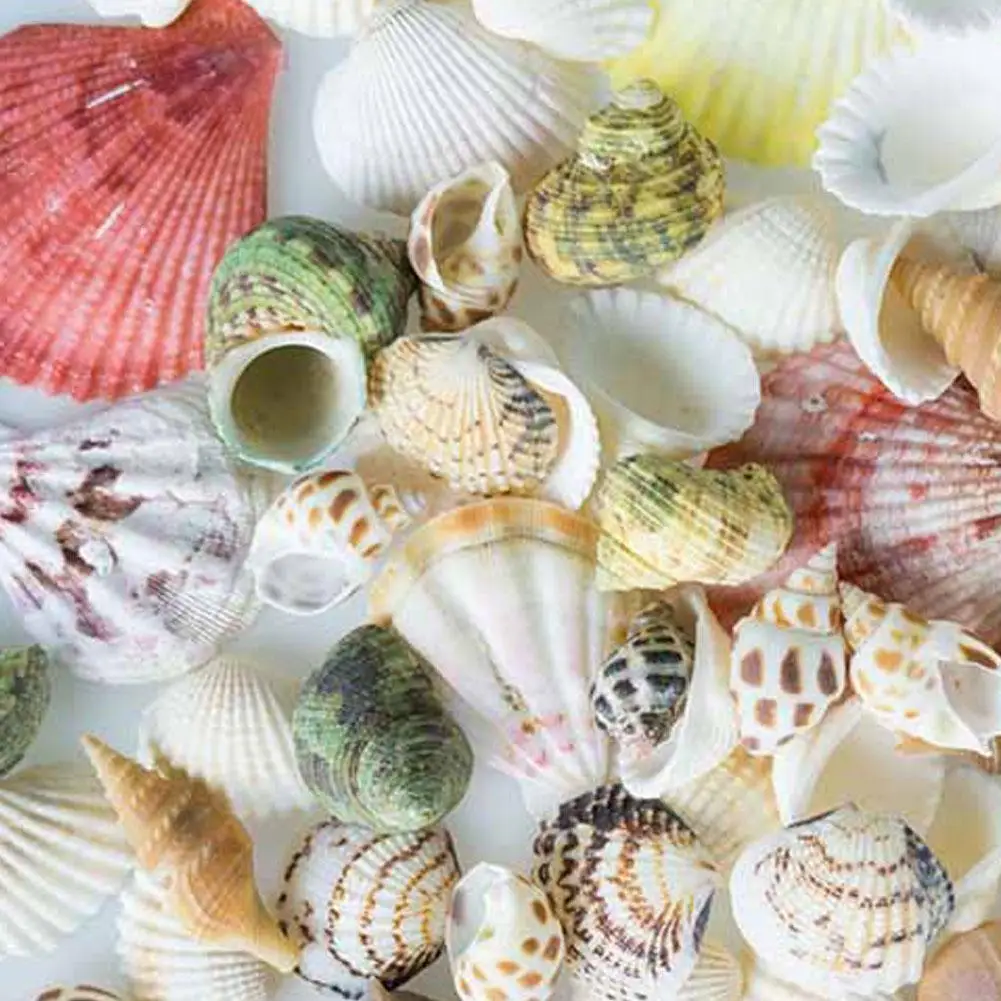 100g Mixed Sea Beach Shells Crafts Seashells Aquarium Decor Photo Props shell coquillage home decoration accessories