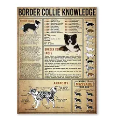 Veidsuh Border Collie Knowledge Retro Vintage Tin Sign Metal Sign Decoration Metal Poster targa per Bar Cafe Club Garage