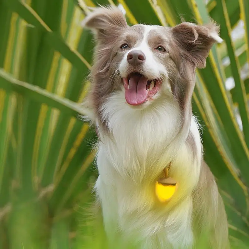 

Dog Walking Light Waterproof Portable Dog Lights Sturdy Rechargeable Collar Light Walking Light For Nighttime Running Biking