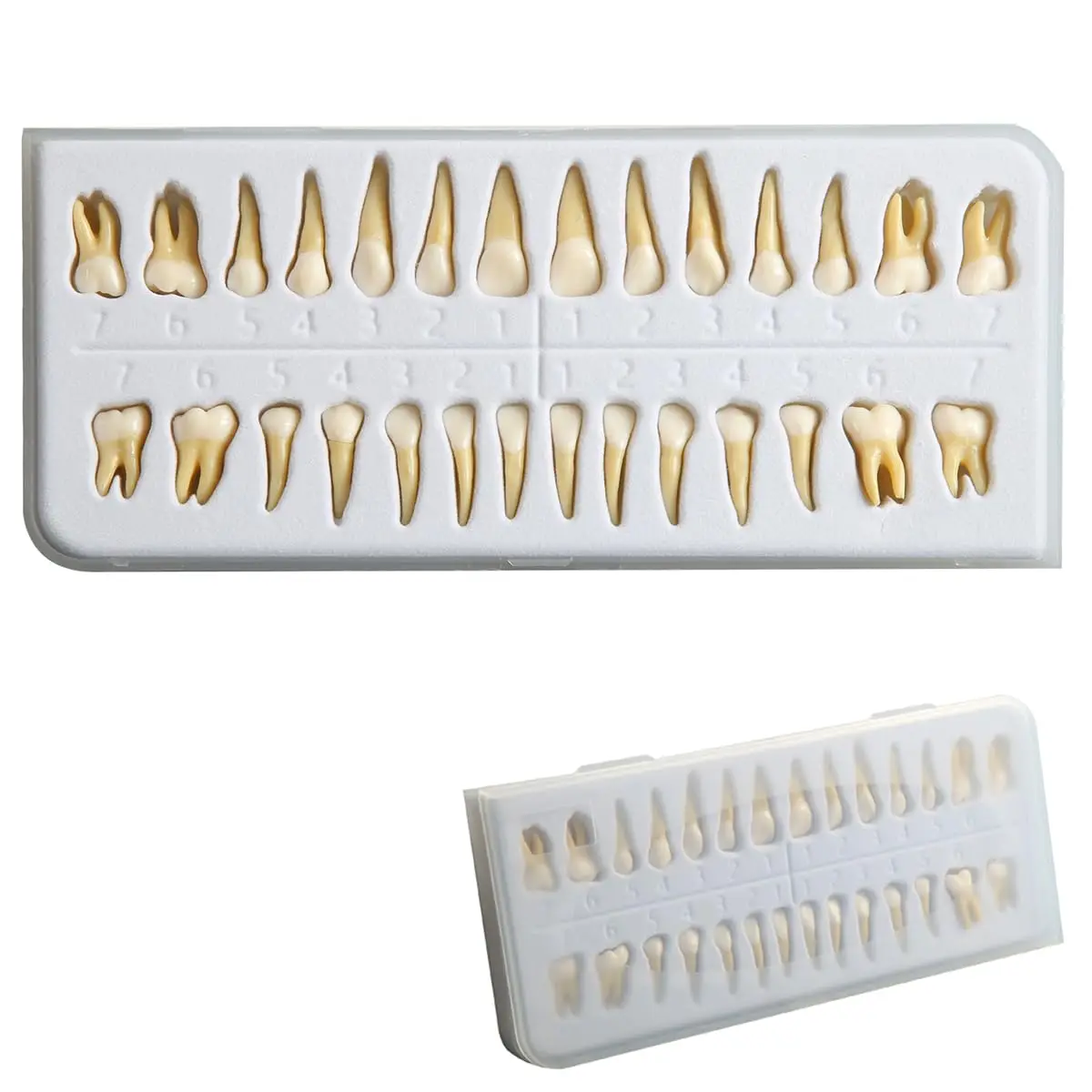

Dental Implant Permanent Teeth Model 28Pcs Two-Color Adult Full Mouth Standard 1:1 Dentist Practice Product Teeth Model