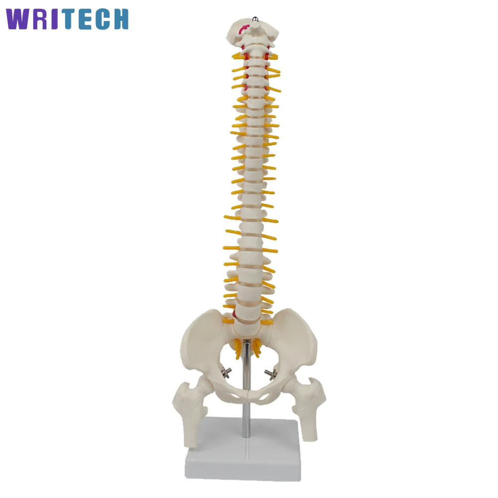 45CM Human  Flexible spine bone skeleton model Lumbar Curve with Pelvic Model Human Anatomical Anatomy Spine Medical Model