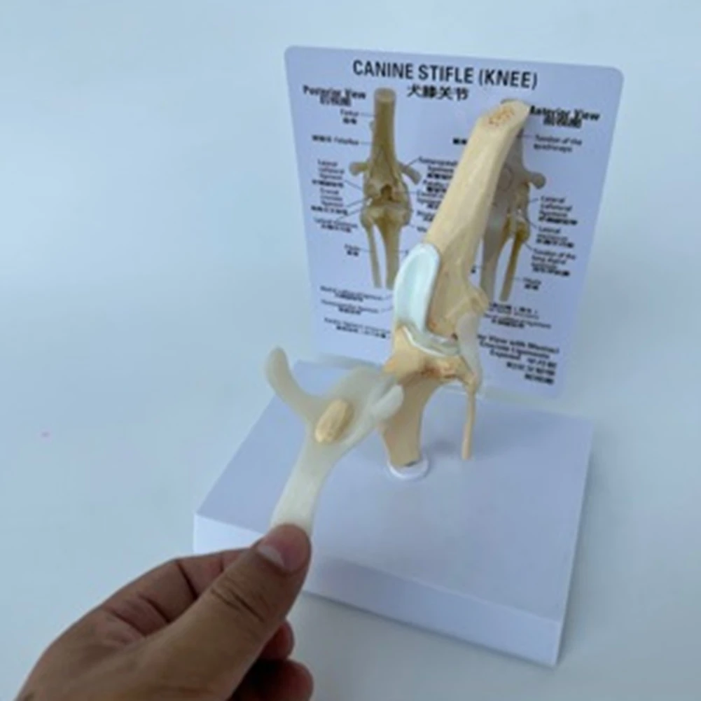 

Canines Knee Model Dog Joint Anatomical Model Dog Skeleton Model Animal Skeleton Anatomy Science Gift
