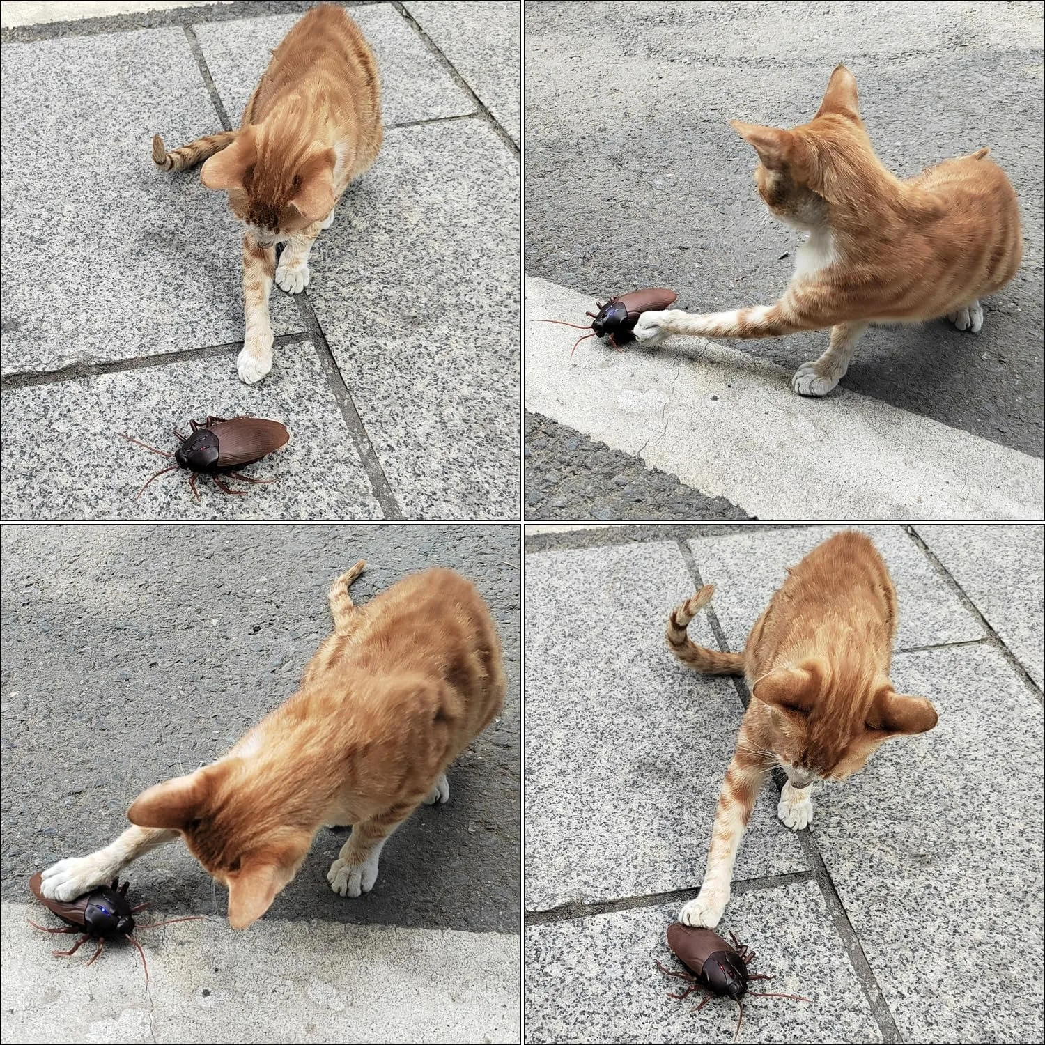 รถบังคับวิทยุรูปแมลงสาบ Tipmant ของเล่นสัตว์เลี้ยงอิเล็กทรอนิกส์ แมลงเหมือนจริง มีไฟที่ตา ของขวัญสำหรับเด็กและสัตว์เลี้ยง