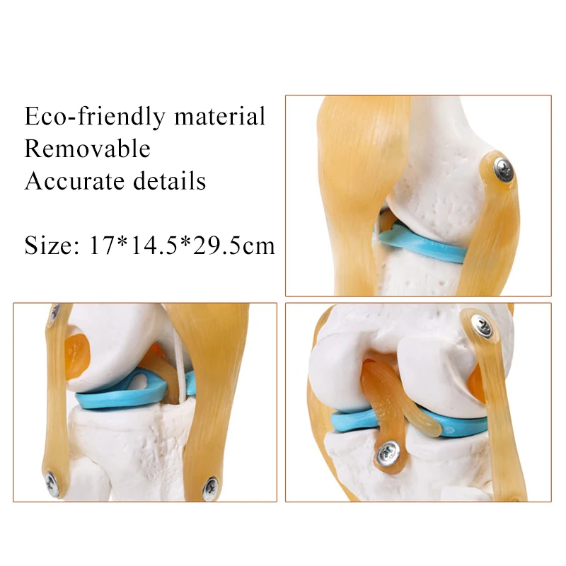 1:1 Flexible Knee Joint Model with Ligaments and Base Femur Tibia and Fibula Bone Anatomy Model Medical Teaching