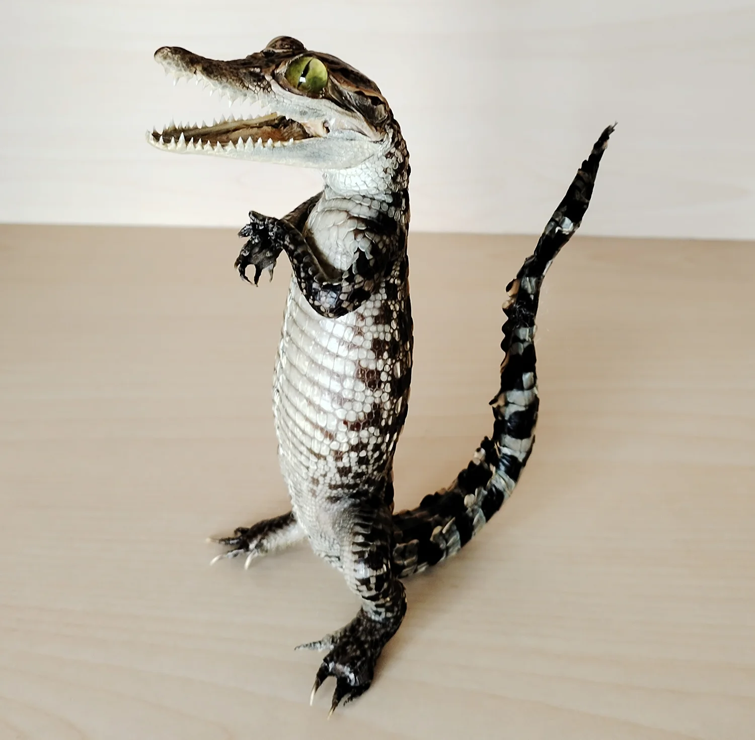 

RealCrocodile Specimen Decorative Figurines Animal Sculptures and Statues Taxidermy Collectibles Home Ornaments