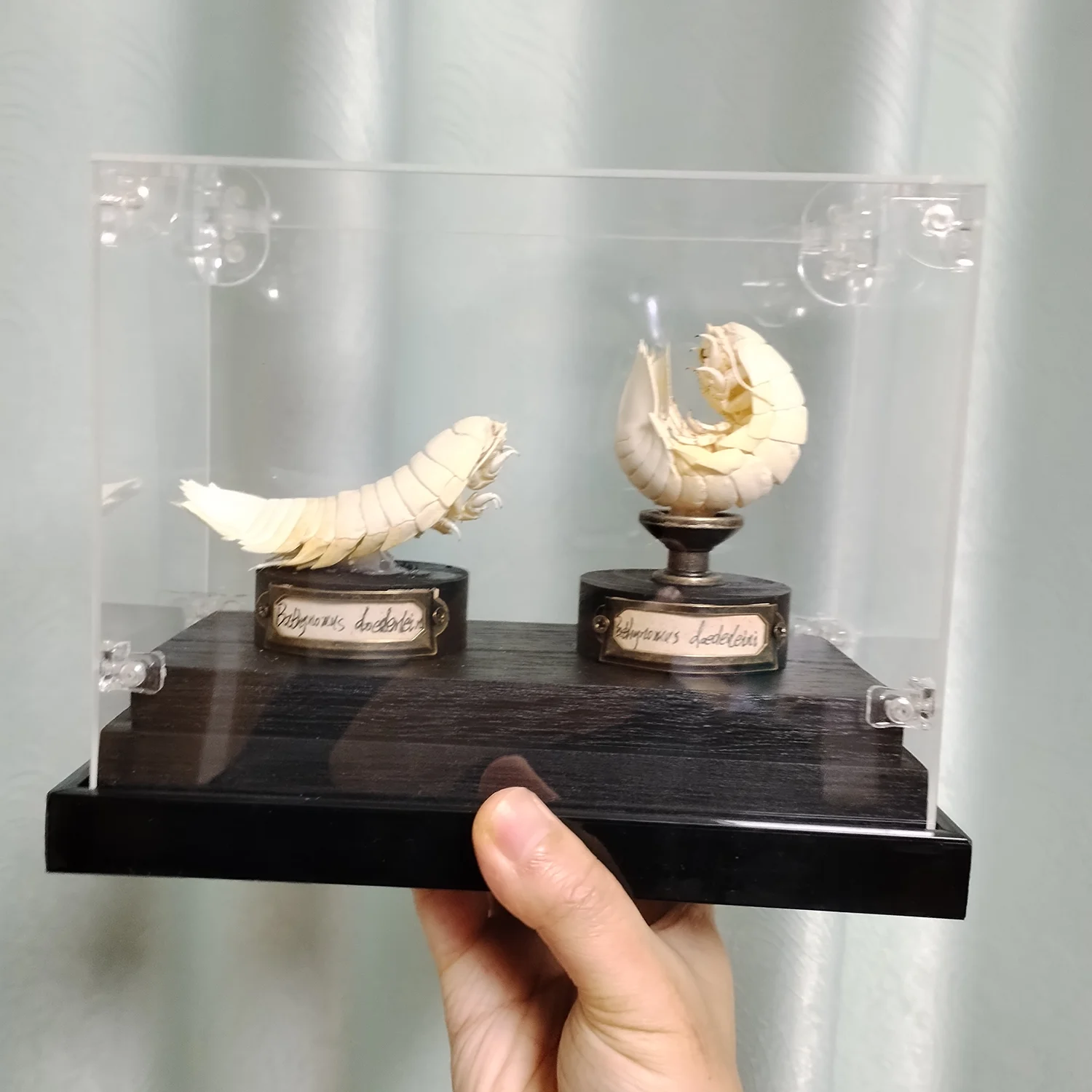 巨大なバシノム・ギガンテウス（Real Giant Isopod）標本コレクション 