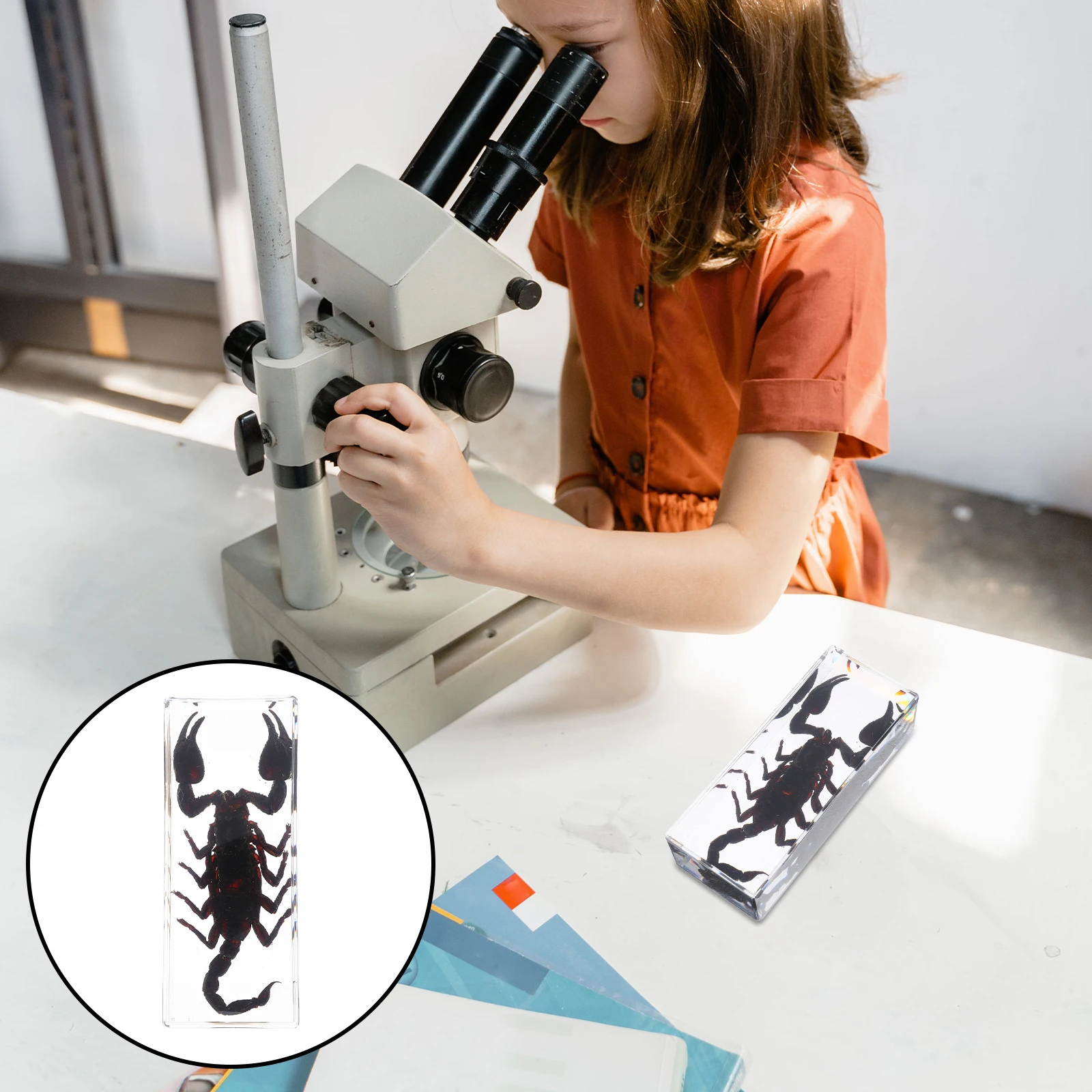 

Scorpion Insect Specimens Preserved Resin Display Paperweight Scientific Resin Specimens Science Education Office Desk Bug
