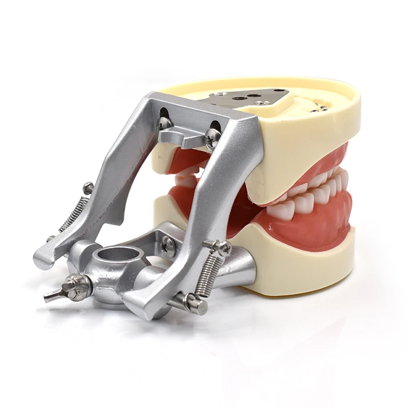 

Dental Teaching Teeth Model with 32 Removable Teeth Soft Gum Model Used For dental practice teaching