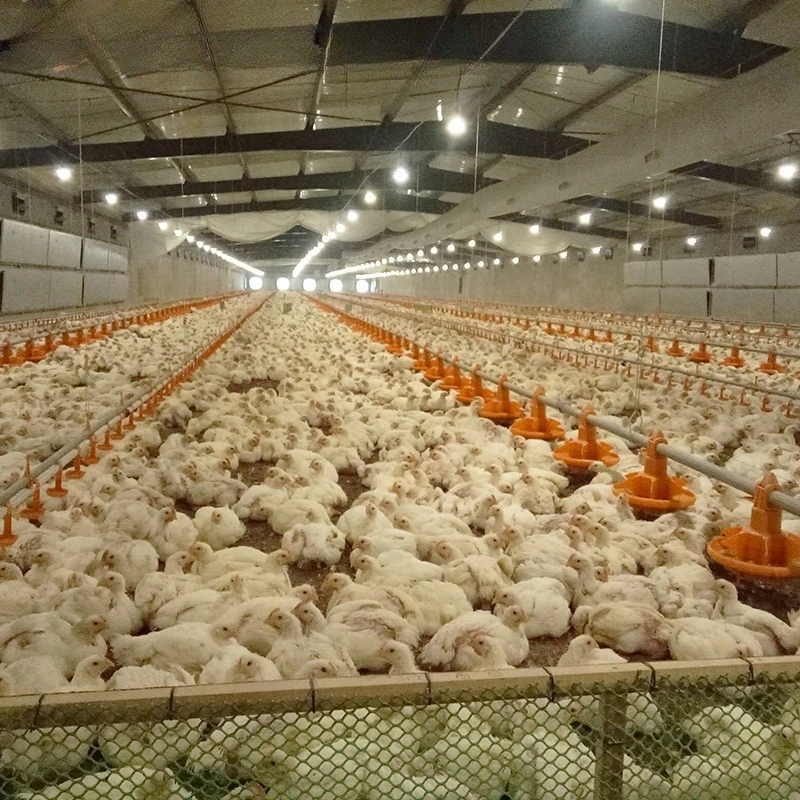 Modern Farm Building Design Automatic Feeder Pan Broiler House System Feeding Line Chicken Poultry Farming Equipments