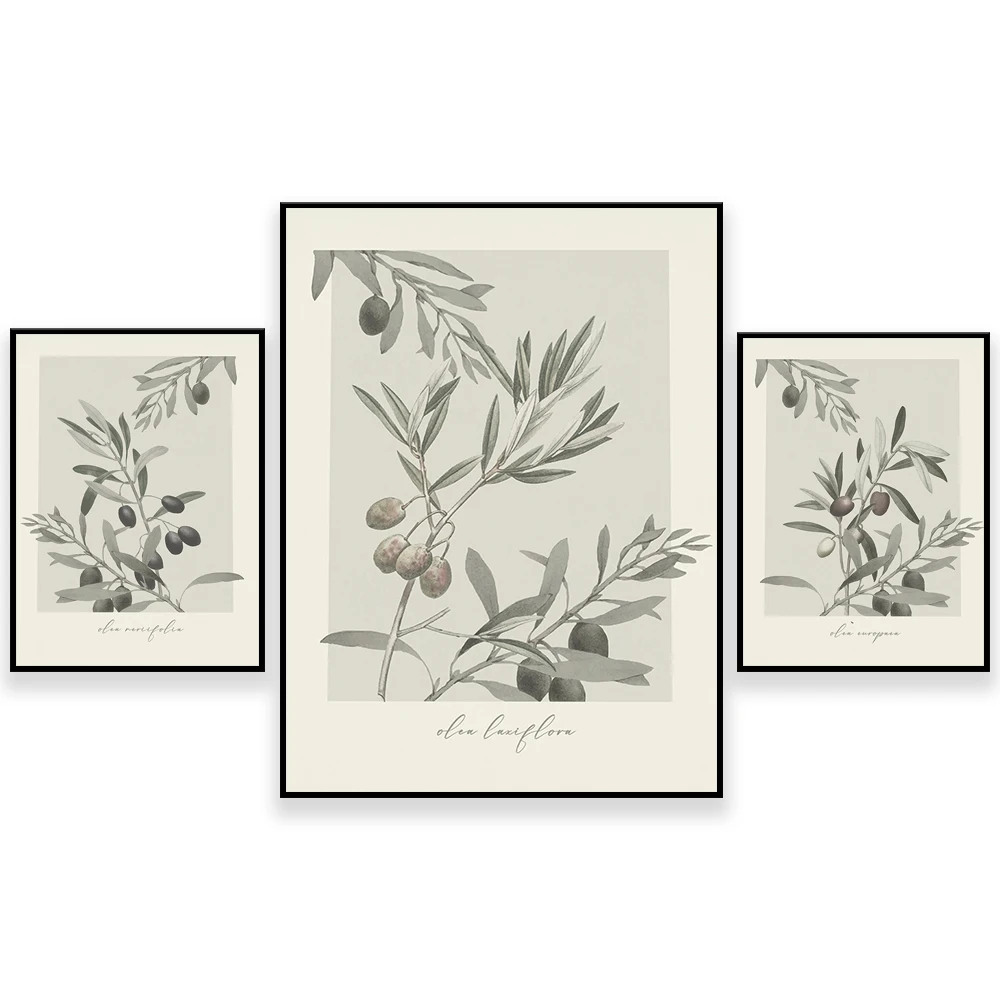 

Vintage olive tree poster, botanical poster, olive tree wall art, nature print, illustration, olive print wall decoration pictur