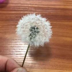 2/5PCS,3-4CM Head Real Natural Dried Dandelion Flower Heads,Preserved Dandelion Flowers With Fragrance,Immortal Flower Material