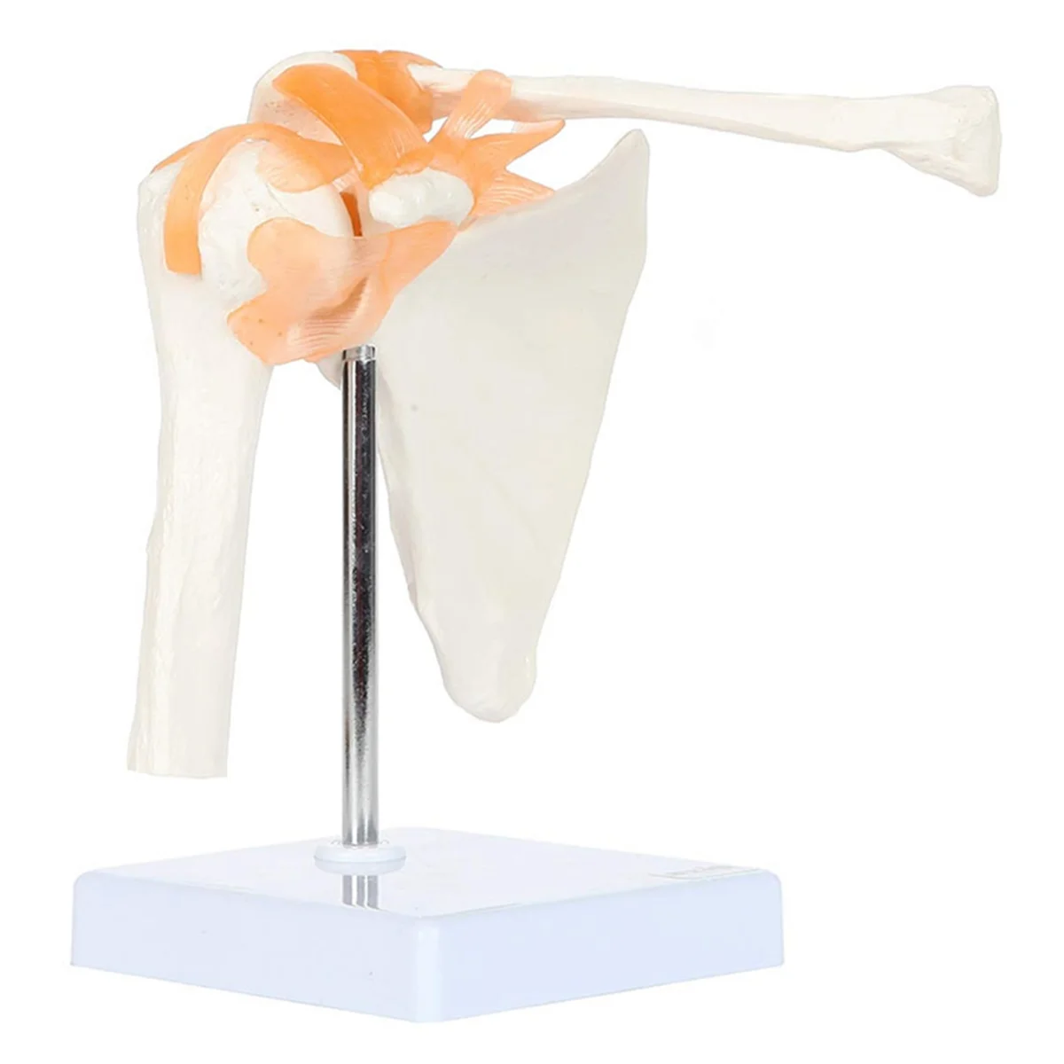 

AA98 Модель плечевого сустава из ПВХ, человеческая кость плеча, связка, лопатка, ключица, анатомическая структура, ортопедическая обучающая модель