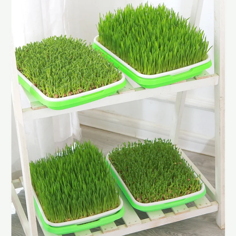 

Домашний лоток для проращивания семян, горшок для посадки рассады, выращивание травы пшеницы, без почвы, лоток для садоводства и сельского хозяйства