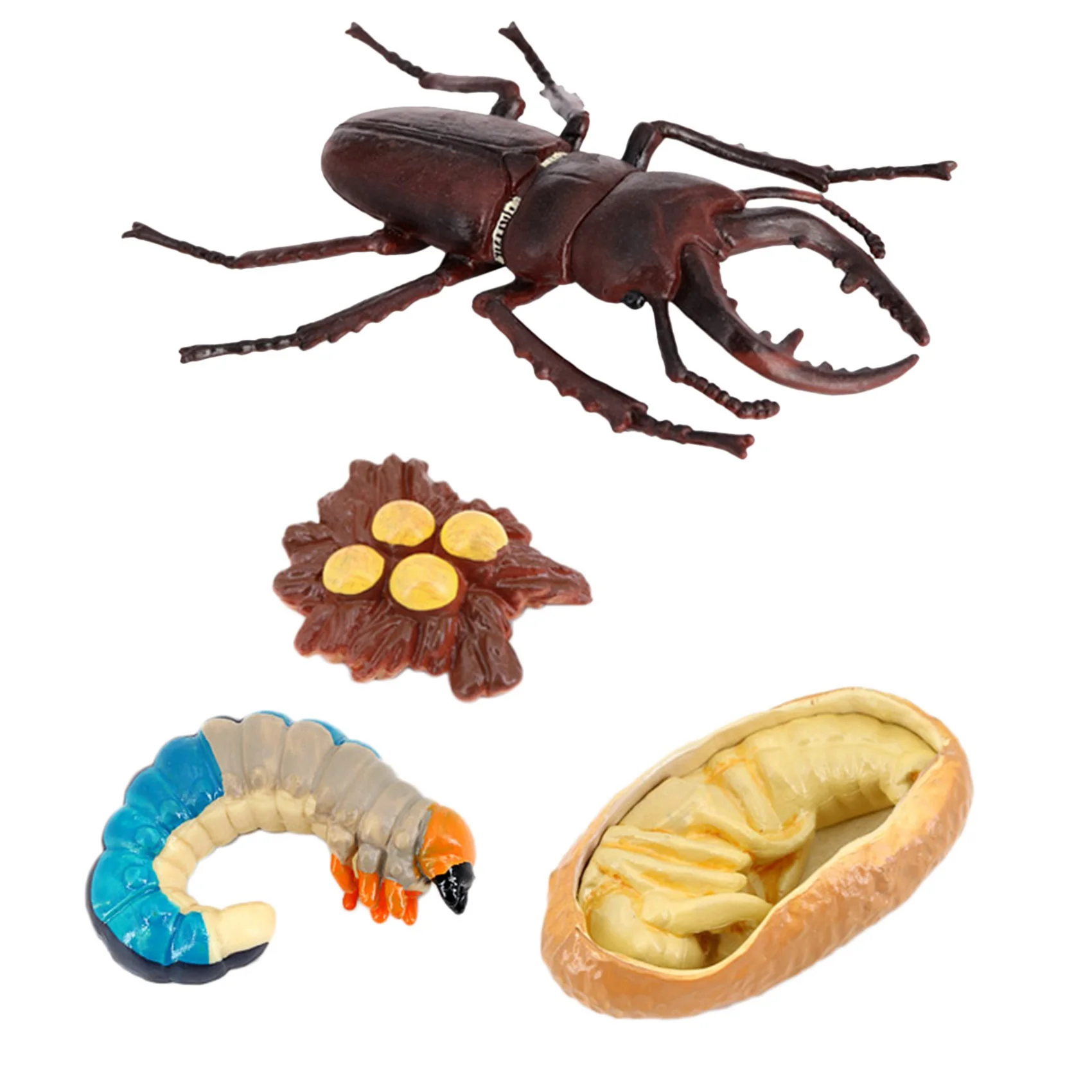 Stag Beetle Animal Life Cycle,Animals Growth Cycle Life Cycle Model,Insect Growth Cycle Model Educational Kids Toys F