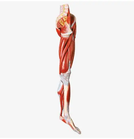 Anatomical Muscles Model Of Leg With Main Vessels And Nerves Model