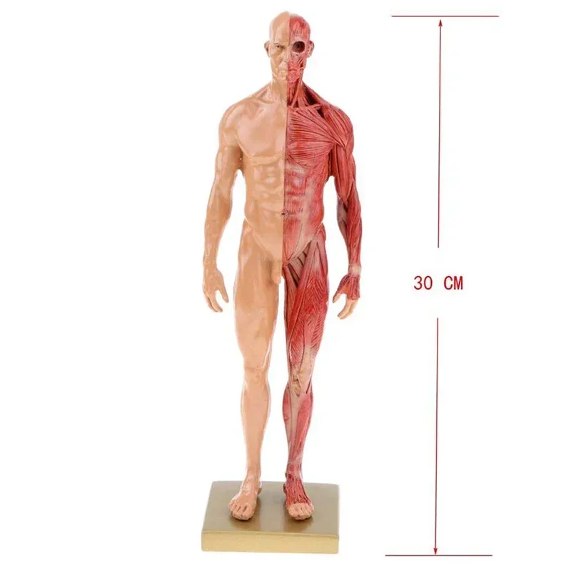 30cm Resin Human Body Muscle Statue Sculpture Human Anatomical Anatomy skeleton Medical Artist Drawing tools Supplies