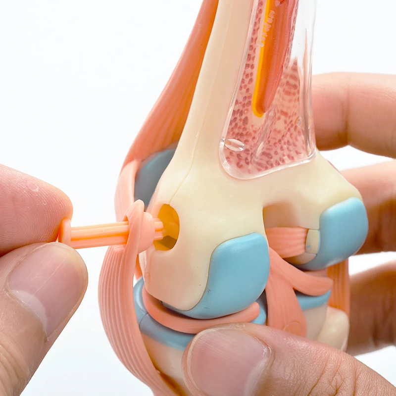 인체 무릎 관절 해부학 모델, 4D 마스터 조립 장난감, 교육 해부학 모델, DIY 인기 과학 도구, 직송