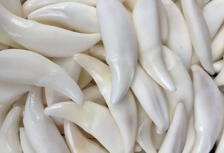 Wholesale 4.5-4.7cm Big Tooth 20Pcs/lot White Real Tibetan Wolf Tooth Teeth Charms Pendant for Bracelet Necklace Jewelry Making