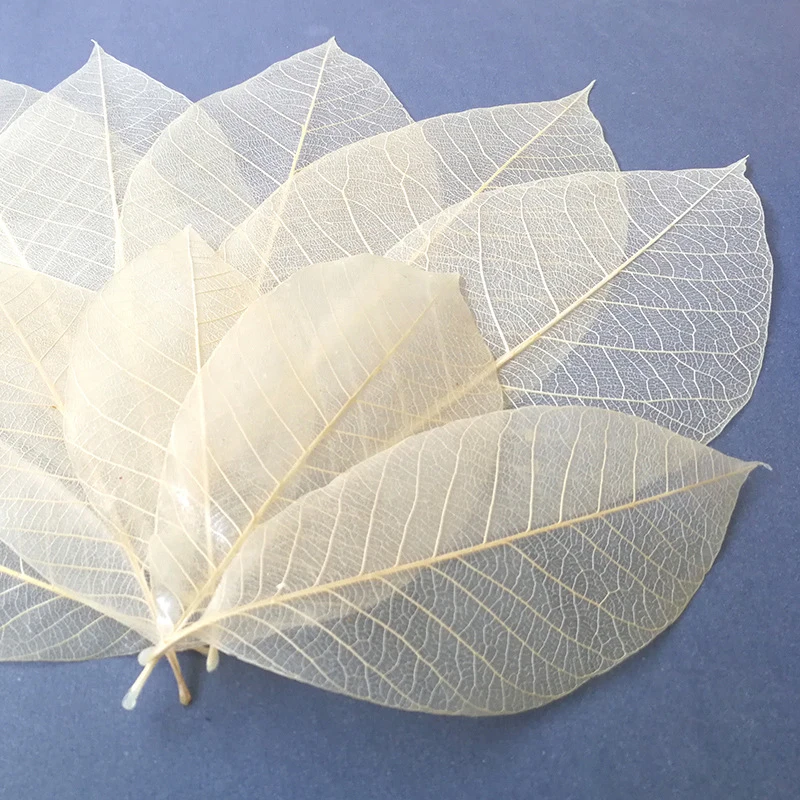 50Pcs/bag Natural Skeleton Leaf White Color Dry Leaves Scrapbooking Girl Diy Material for Home Wedding Christmas Home Decorative