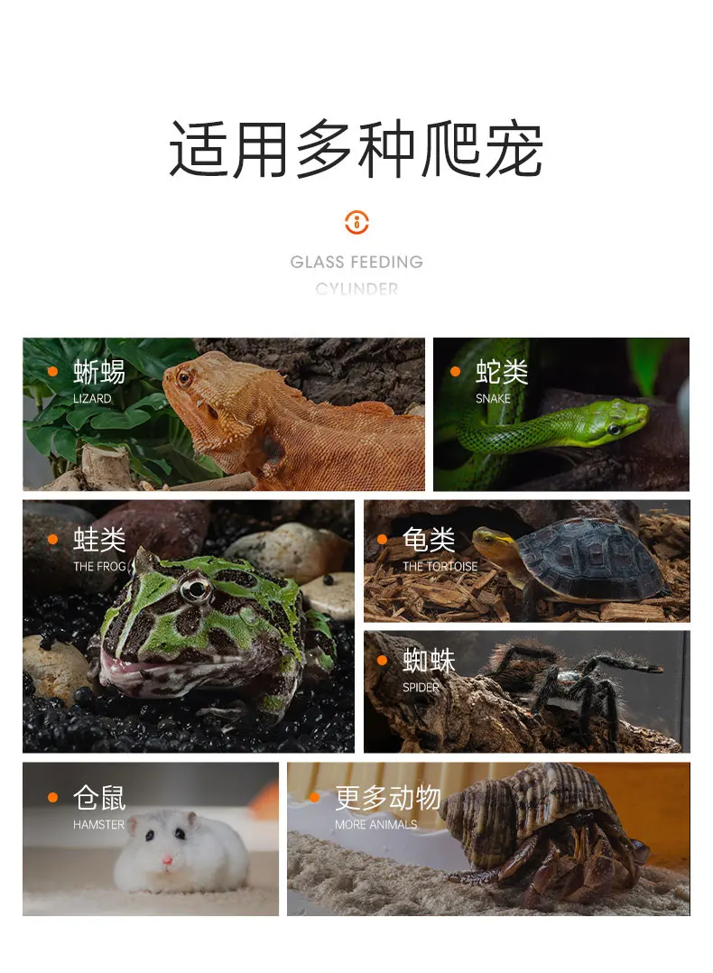 الزواحف البيئية المناظر الطبيعية خزان التغذية سحلية قصر حراسة القرون الضفدع مجموعة عالمية #6